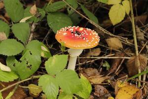 mouche agaric une magnifique champignon vénéneux photo