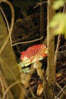 mouche agaric une magnifique champignon vénéneux photo