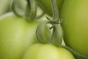 proche en haut de vert tomate photo