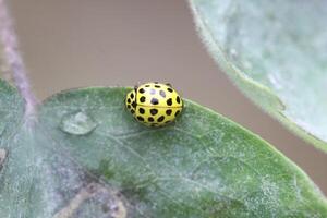 Dame bogue, toujours vu comme mignonne peu insectes photo