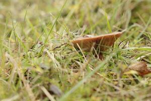 rufus bonnet de lait champignon photo