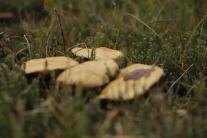 printemps cavelier champignon dans le bruyère photo