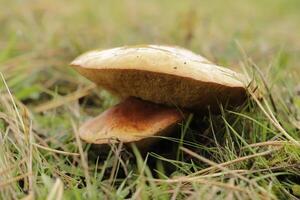 penny chignon est un comestible champignon photo