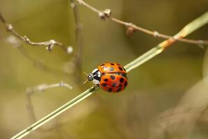 Dame bogue, toujours vu comme mignonne peu insectes photo