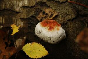 champignon vénéneux dans le forêt photo