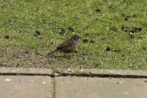 merle des promenades sur herbe photo