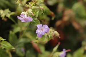 magnifique bleu rose fleur dans le jardin photo