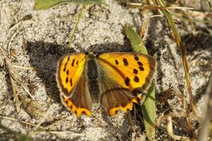 fuligineux cuivre papillon photo