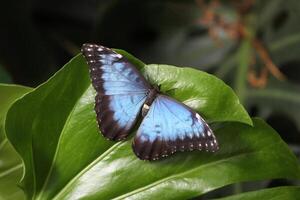 bleu morpho papillon est une énorme papillon de à propos 12 cm photo