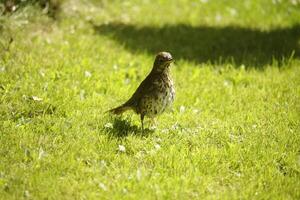 truffe des promenades sur le herbe photo