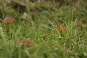 champignon vénéneux dans le herbe photo