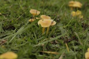 scabreux trompeur champignon photo