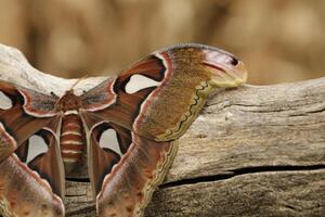 atlas papillon de nuit est une énorme papillon le ailes regards comme une serpent photo