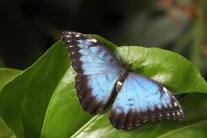bleu morpho papillon est une énorme papillon de à propos 12 cm photo