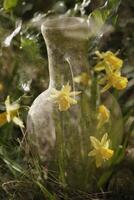 faïence cruche et fleurs, Créatif photographie,double exposition, photo