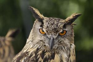 portrait de un hibou, commun Aigle hibou photo