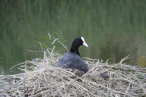 eurasien foulque est assis sur une nid photo