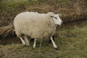 blanc mouton dans le herbe champ photo