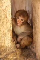 bébé singe dans le singe temple dans jaipur Inde photo