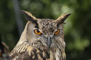 portrait de un hibou, commun Aigle hibou photo