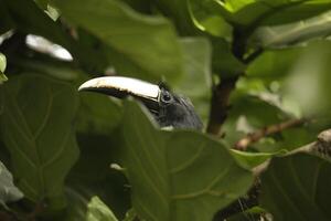 noir cou aracari photo