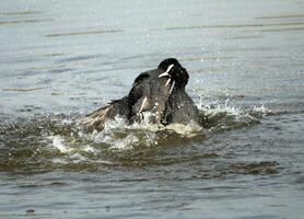 eurasien foulques combat dans le l'eau photo