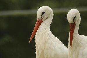 blanc cigogne, magnifique blanc oiseau avec une rouge le bec photo