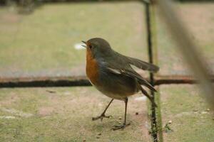 Robin une aimé hiver oiseau photo