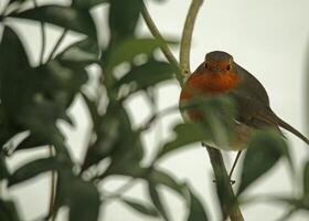 Robin une aimé hiver oiseau photo