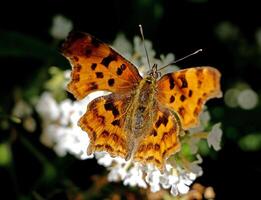 virgule, virgule papillon photo