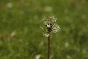 pissenlit des graines ou duveteux photo