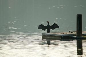 génial cormoran silhouette photo