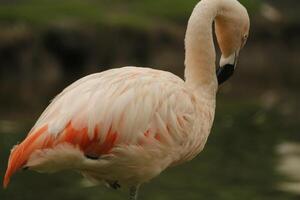 flamant magnifique rose oiseau photo