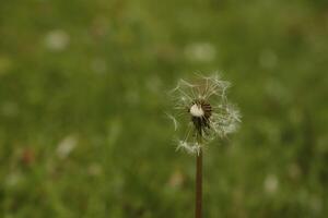 pissenlit des graines ou duveteux photo