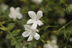 fragile blanc jasmin fleurs photo