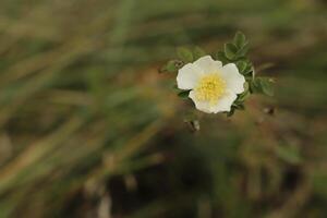 Jaune blanc bruyère Rose photo