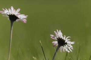 blanc Marguerite avec une Jaune cœur photo