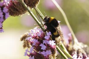 mon chéri abeille les boissons nectar de une fleur photo