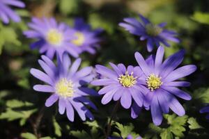 anémone banda une bleu printemps fleur photo