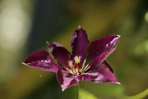 clématite fleur dans le lumière du soleil photo