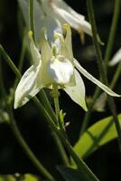 blanc ancolie fleurs épanouissement dans peut. vous pouvez trouver leur dans beaucoup couleurs photo