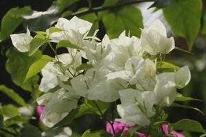 blanc bougainvillier. bougainvilliers donne fleurs tout par le année photo