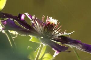 magnifique violet clématite dans le lumière du soleil photo