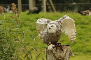 neige hibou, Jeune neige chouettes avoir gris plumes, lorsque mature elles ou ils tour blanc elles ou ils sont une photo