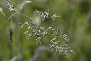 macro photo herbe avec Matin rosée sur herbe