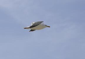 en volant mouette dans le bleu ciel photo