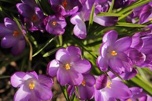 bleu violet crocus. le crocus un de le premier fleurs à Floraison après le hiver photo