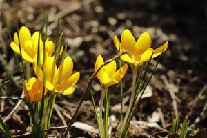 Jaune crocus. le crocus un de le premier fleurs à Floraison après le hiver photo