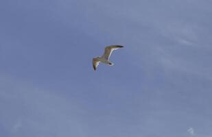 en volant mouette dans le bleu ciel photo