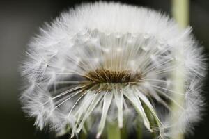 pissenlit des graines ou duveteux photo